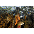 Mangrov kökleri arasında snapper, Belize