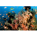 Yumuşak mercanlar, Bali Endonezya