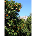Çıralı - Portakal bahçesi